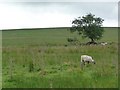 NY8889 : Grazing sheep by Christine Johnstone