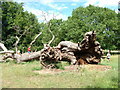 Fallen oak as natural climbing frame