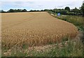 SU2041 : Wheat by the A338 by Derek Harper