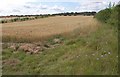 Cereal crop by the A338