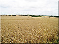 Wheat Field off A258