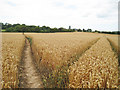 Tracks in Wheat Field