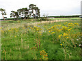 Ragwort near Lakenheath airfield