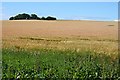 Looking towards Auchmore