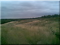 Disused land near Hardingstone