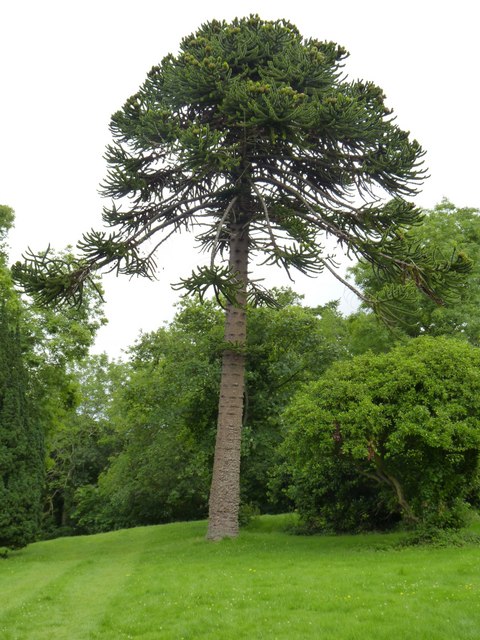 Monkey Puzzle Tree, Bangor © Meirion :: Geograph Britain and Ireland