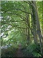 Line of beeches, Cholderton