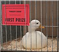 Turriff Show 2010 (28)