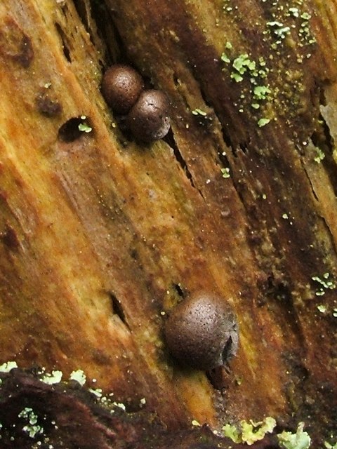 A slime mould - Lycogala epidendrum