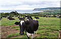 Cows near Raw