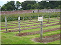 Fruit bushes in the kitchen garden at Pencarrow