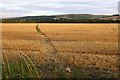 Footpath across the field