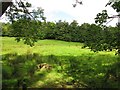 Field, Drum Woods