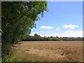 SU2240 : Wheat by Waterloo Plantation by Derek Harper