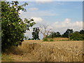 Wheatfield south of Stradbroke