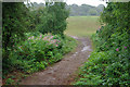 Path between open areas, Banstead Heath