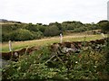 Wooded farmland south of Rhedyn