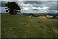 Cows at Norton Court Farm