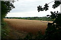 Wheat at Abingworth