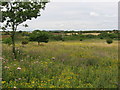 Lavernock Point nature reserve