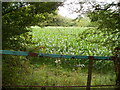 Luxuriant vegetation in a canalside field