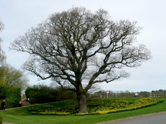 Tree by picnic site at West end of Shustoke Reservoir