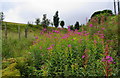 Overgrown footpath