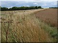 Headland path from Allington Track