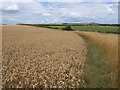 Wheatfield near Allington