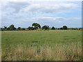 Footpath Field/Wood Field