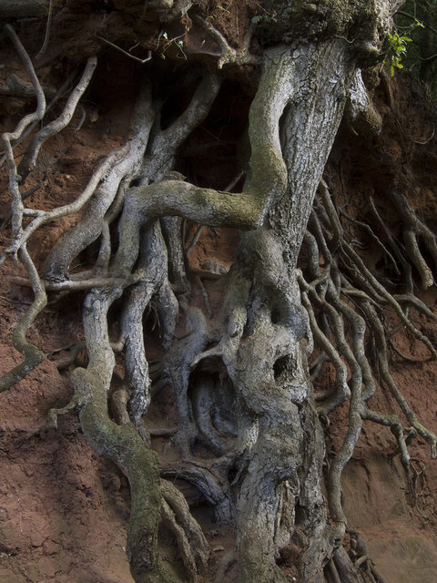 Spooky Roots