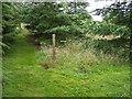 Marker post in wood near Little Moss