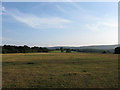 Barley Field