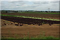 Market gardening, Offenham