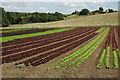 Lettuce crop, Offenham