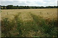 Barley field at Hampton