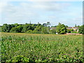 Highnam church spire in the distance