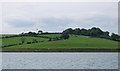 Fields near Killyleagh