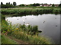 Swan Lake at Milton Common