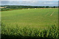 Farmland south of Wootton Common