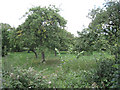 Orchard near Shepperdine Farm