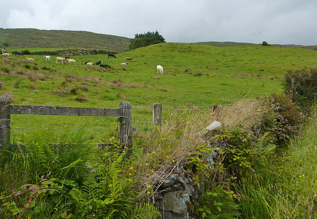 Cattle grazing, Curraglass