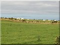 Charolais bulls in a field west of the road.