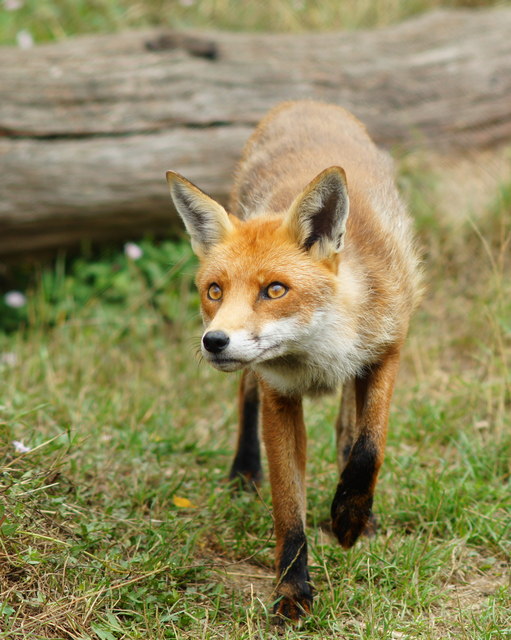 Fox at the British Wildlife Centre, Newchapel, Surrey