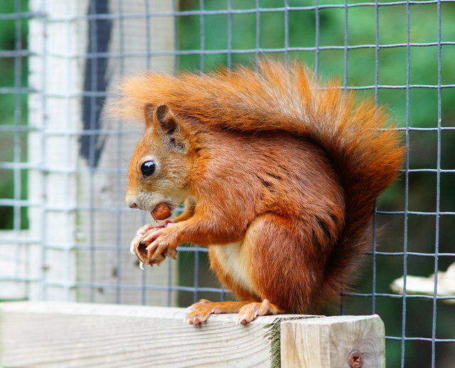 Red Squirrel at the British Wildlife Centre, Newchapel, Surrey