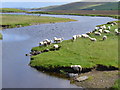 Sheep Grazing above The Houb