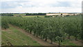 View of an orchard near Boyden Gate Hill