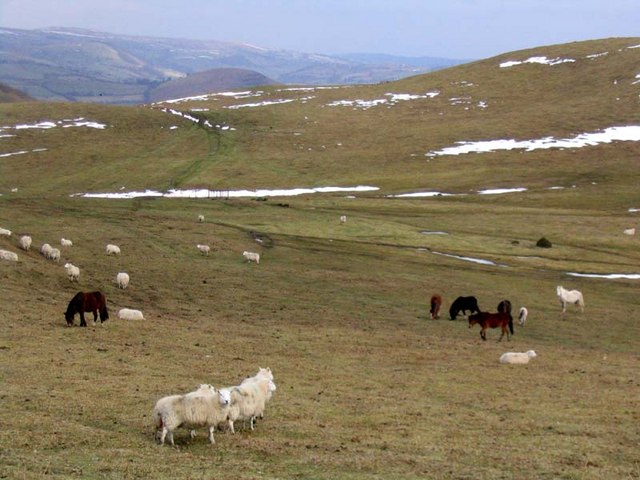 Ponies and sheep on Waun Gynllwch