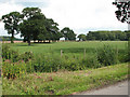 Cattle pasture south of High Ash Farm, Ketteringham