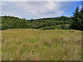 Field in the forest